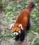 Red Panda. Red Panda stands on its hind legs.Red Panda closeup.