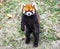 Red Panda. Red Panda stands on its hind legs.Red Panda closeup.