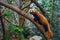 Red panda or red raccoon climbing tree