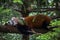 Red panda relaxing on a branch.