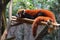 Red Panda Resting on Man Made Bamboo Support