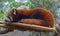 Red Panda Resting on Man Made Bamboo Support