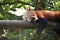 Red panda resting on a tree