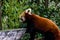 Red panda roams his are and plays in the tree. Auckland Zoo Auckland New Zeland