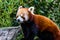 Red panda roams his are and plays in the tree. Auckland Zoo Auckland New Zeland