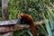 Red panda roams his are and plays in the tree. Auckland Zoo Auckland New Zeland
