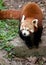 Red Panda running on the ground