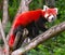 Red panda is running over tree branch