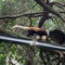 A red panda running on the tree in Seattle zoo