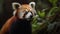 Red Panda\\\'s Delightful Feast in the Forest Canopy