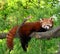 Red panda,shining cat