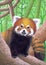 The red panda sits on a tree. Children`s drawing