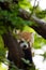 Red panda sits on tree and looks down