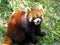 Red panda sitting on the grass and opening mouth