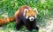 Red panda sitting on the grass and opening mouth