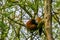 Red panda sleeping high in a tree, Endangered animal specie from Asia