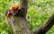 Red panda sleeping on a tree in the wild. cute lesser panda Ailurus fulgens