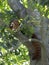 Red panda on tree