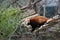 Red Panda in Vienna Schonbrunn Zoo.