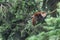 Red panda vulnerable species of animals resting on conifer tree branches