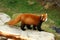 Red panda walking