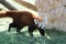 Red panda walking