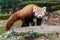 Red panda walking in the forest