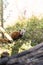 Red Panda walking on the ground with grass in Padmaja Naidu Himalayan Zoological Park at Darjeeling, India