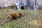 Red Panda walking on the ground with grass to his hole in Padmaja Naidu Himalayan Zoological Park at Darjeeling, India