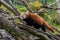 Red Panda walking in some trees