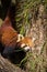 Red Panda Walking on Tree Trunk Eating Bamboo Leafs