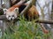 a red panda walks on the branches of a tree