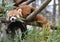 a red panda walks on the branches of a tree