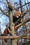 A red panda walks on a tree