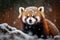 Red Panda in Winter Wonderland: A Majestic Illustration of Wildlife in Snowy Landscape, Generative Ai