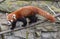 A red panda wolks on a branch
