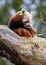 Red panda in zoo environment