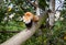 Red panda in zoo environment