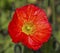 Red papaver flower