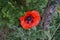 Red Papaver orientale at the end of May. Papaver orientale, the Oriental poppy, is a perennial flowering plant. Berlin, Germany