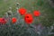 Red Papaver orientale at the end of May. Papaver orientale, the Oriental poppy, is a perennial flowering plant. Berlin, Germany