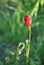 Red papaver plant in abstract background