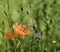 Red papaver poppy flower