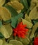 Red paper flower among green leaves, origami