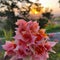 red paper flowers outside malaysia village home