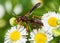 Red paper wasp on daisies