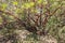 Red papery bark of Arbutus