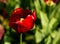 Red Parade sort tulip. A sunny shallow depth of field photo with copy space good for cards, posters, website decoration