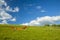 RED PARAGLIDER ON GREEN GRASS