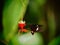 Red Parides butterfly eating nectar. Tropical insect macro. Colorful animal background.